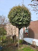 Boom hoog 4 meter, diameter 2meter, Tuin en Terras, Planten | Bomen, Ophalen of Verzenden