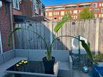 Binnenplant Strelitzia, Huis en Inrichting, Kamerplanten, Ophalen, 100 tot 150 cm, Overige soorten, In pot