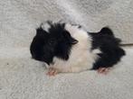 Jonge cavia's, Dieren en Toebehoren, Knaagdieren, Cavia, Vrouwelijk, Tam, Oktober