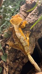 Orange extreem harlequin wimpergekko, ciliatus, Hagedis