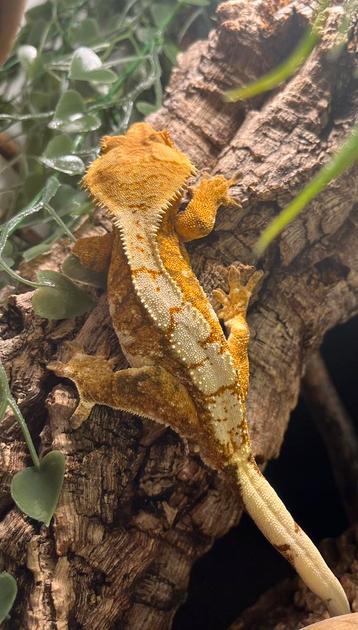 Orange extreem harlequin wimpergekko, ciliatus beschikbaar voor biedingen