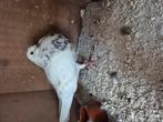 Doffer, Dieren en Toebehoren, Vogels | Duiven, Mannelijk, Kropper