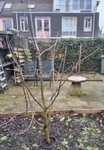 Kersenboom tuinbomen fruitbomen beplanting, Ophalen, In pot, Volle zon, Overige soorten