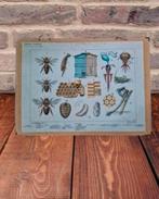 Vintage schoolplaat insecten, Natuur en Biologie, Ophalen of Verzenden