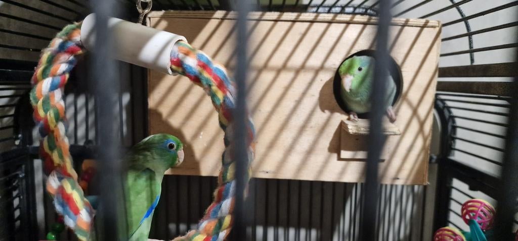 Een koppel forpus, Dieren en Toebehoren, Vogels | Parkieten en Papegaaien