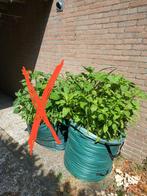 aarde en planten (zonnebloemen, pompoenen, tomaten en meer), Tuin en Terras, Planten | Tuinplanten, Ophalen, Zomer, Volle zon