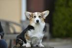 Mooi corgi jongens, Dieren en Toebehoren, 15 weken tot 1 jaar, Reu, Buitenland, Meerdere