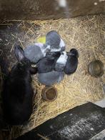 Franse hangoor konijntjes, Meerdere dieren, Groot, Hangoor, 0 tot 2 jaar