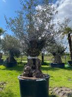 Oude olijfboom met robuuste stam en volle kruin NR. BA-1V, In pot, Olijfboom, Zomer, Volle zon