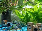 Baby guppies, Dieren en Toebehoren, Vissen | Aquariumvissen, Vis