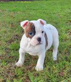 Prachtige Amerikaanse bulldog pups met stamboom, Nederland, CDV (hondenziekte), 8 tot 15 weken, Bulldog