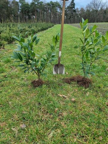  Prunus laurocerasus Caucasica / Laurierkers  beschikbaar voor biedingen