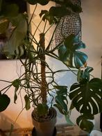Monstera, Huis en Inrichting, Kamerplanten, Ophalen of Verzenden, Halfschaduw, 100 tot 150 cm
