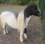 Shetland Pony merrie met stamboek, Dieren en Toebehoren, Meerdere dieren