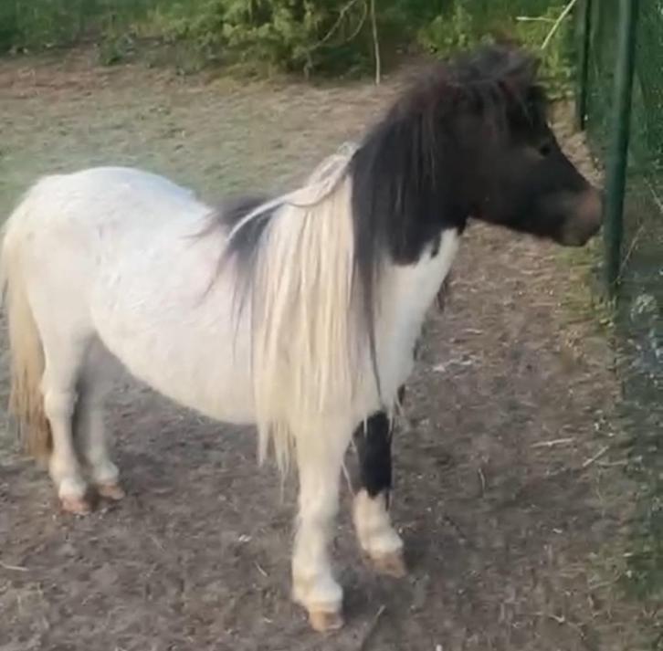 Shetland Pony merrie met stamboek samen met ruin, Dieren en Toebehoren, Paarden en Pony's | Dekhengsten en Fokmerries, Meerdere dieren