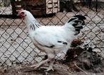 Sussex haan (Maart 2025), Dieren en Toebehoren, Pluimvee, Mannelijk, Kip