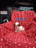 Te koop mooie kleinblijvende boomer pups, Overige rassen, CDV (hondenziekte), 8 tot 15 weken, Meerdere