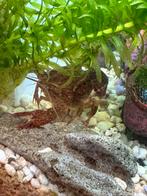 Europees rivierkreeftje 10-15 cm, Dieren en Toebehoren, Vissen | Aquariumvissen, Vis