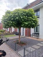 Bol catalpa lekker veel blad, Tuin en Terras, Ophalen