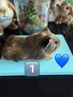 2 nestjes van cavia’s, Dieren en Toebehoren, Knaagdieren, Cavia, Juli, Meerdere dieren, Tam