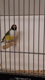 Te koop gouldamadines, Dieren en Toebehoren, Vogels | Overige Vogels, Meerdere dieren, Tropenvogel, Geringd