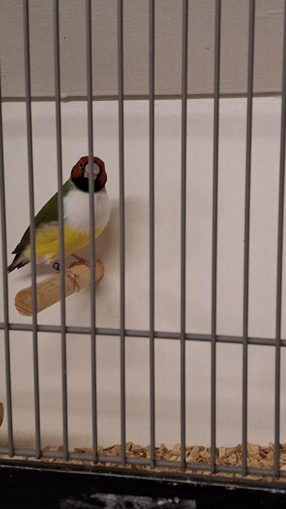 Te koop gouldamadines, Dieren en Toebehoren, Vogels | Overige Vogels, Tropenvogel, Meerdere dieren, Geringd