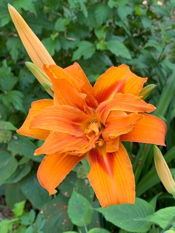 7x Hemerocallis fulva , grote bloemen, Daglelie. beschikbaar voor biedingen