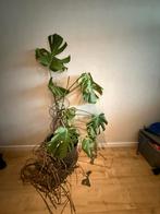 Gratis monstera - bieding krijgt voorrang, Ophalen, Halfschaduw, Minder dan 100 cm