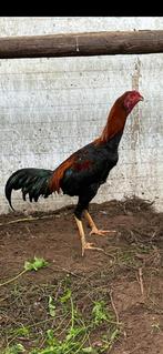 Shamo(brazil), Dieren en Toebehoren, Mannelijk, Kip