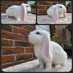 Franse hangoor, Groot, Hangoor