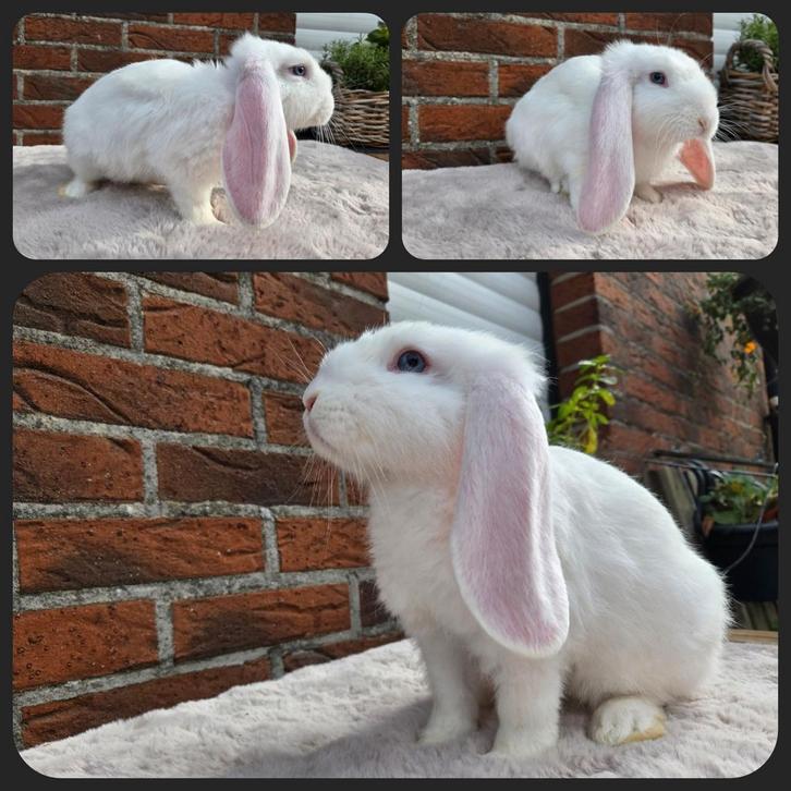 Franse hangoor, Dieren en Toebehoren, Konijnen, Groot, Hangoor
