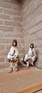 Een mooi koppel Syrische duiven, Dieren en Toebehoren, Vogels | Duiven, Meerdere dieren, Overige soorten