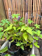 Salvia, Ophalen, Minder dan 100 cm, Overige soorten, Volle zon