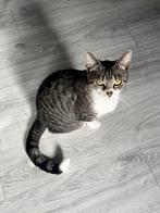 Lieve poes Dushi van 2 jaar zoekt fijn nieuw thuis, Poes, Kortharig, 0 tot 2 jaar