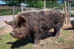 Kune Kune dekbeer te huur, Dieren en Toebehoren, Schapen, Geiten en Varkens, Mannelijk, Varken, 3 tot 5 jaar