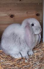 Franse hangoor, blauw sallander. Ram, Dieren en Toebehoren, Konijnen, Mannelijk, Groot, Hangoor