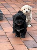 Prachtige Havanezerpup met stamboom, Dieren en Toebehoren, Nederland, Overige rassen, 8 tot 15 weken, Teef