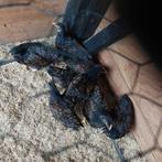Barnelder krielen, Dieren en Toebehoren, Pluimvee, Meerdere dieren, Kip