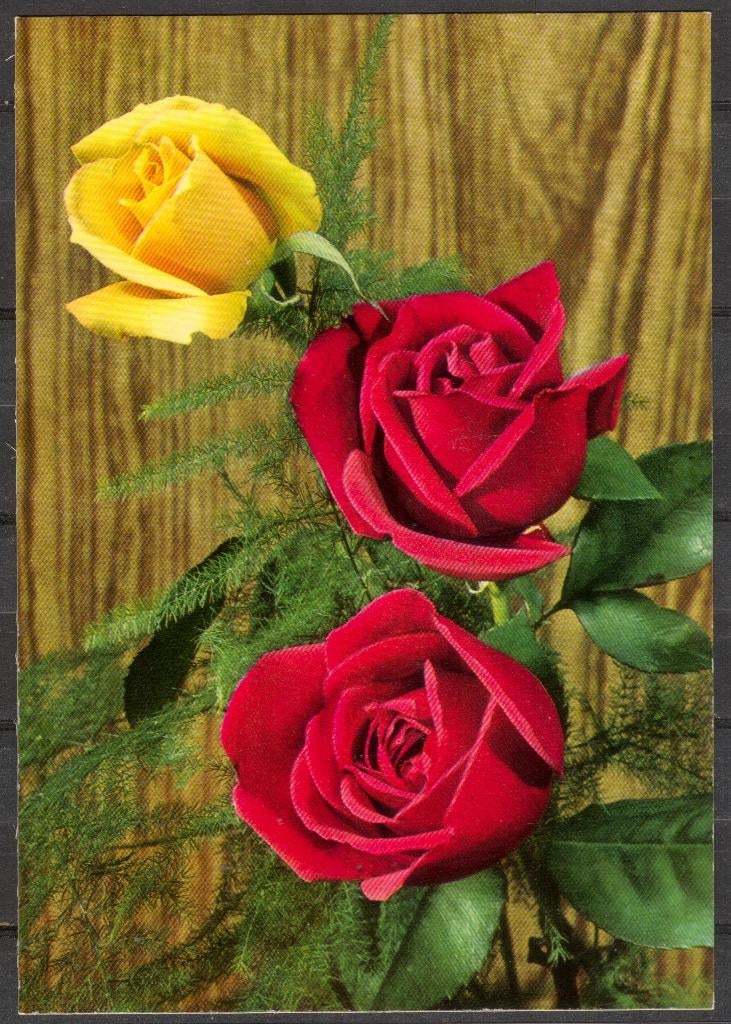 Rozen, Verzenden, 1960 tot 1980, Ongelopen, Overige thema's