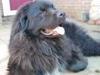 Newfoundlander Dekreu HD en ED getest, Dieren en Toebehoren, Reu, Eén hond, 3 tot 5 jaar, Nederland