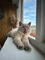 Dekkater (Niet te koop) britse korthaar blue point