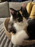 Kittens, Dieren en Toebehoren, Meerdere dieren, Kortharig, 0 tot 2 jaar