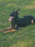 Mechelse herder, Dieren en Toebehoren, 1 tot 2 jaar, Teef, Eén hond, Herder