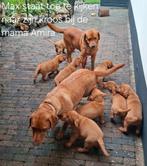 Dekreu Foxred ter dekking aangeboden stamboom NHSB (FSI), Dieren en Toebehoren, Honden | Dekreuen, Rabiës (hondsdolheid), Reu