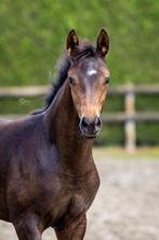 Knappe merrieveulen van tweevoudig wereldkampioen Red Viper, Dieren en Toebehoren, Paarden, Merrie, Dressuurpaard, 0 tot 2 jaar