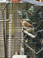 Bastaard popetje 2025 ., Dieren en Toebehoren, Vogels | Kanaries, Vrouwelijk, Bastaard