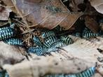 Armadillium maculatum zebra 'yellow', Overige soorten