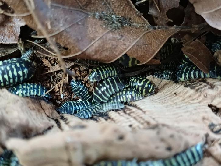 Armadillium maculatum zebra 'yellow', Dieren en Toebehoren, Insecten en Spinnen, Overige soorten