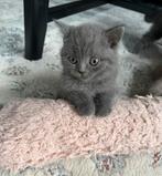 2 Raszuivere Britse Korthaar kittens, vader ook aanwezig., Dieren en Toebehoren, Meerdere dieren, Ontwormd