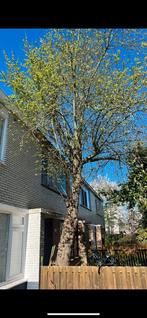 Gratis boom, Verzenden, Overige soorten